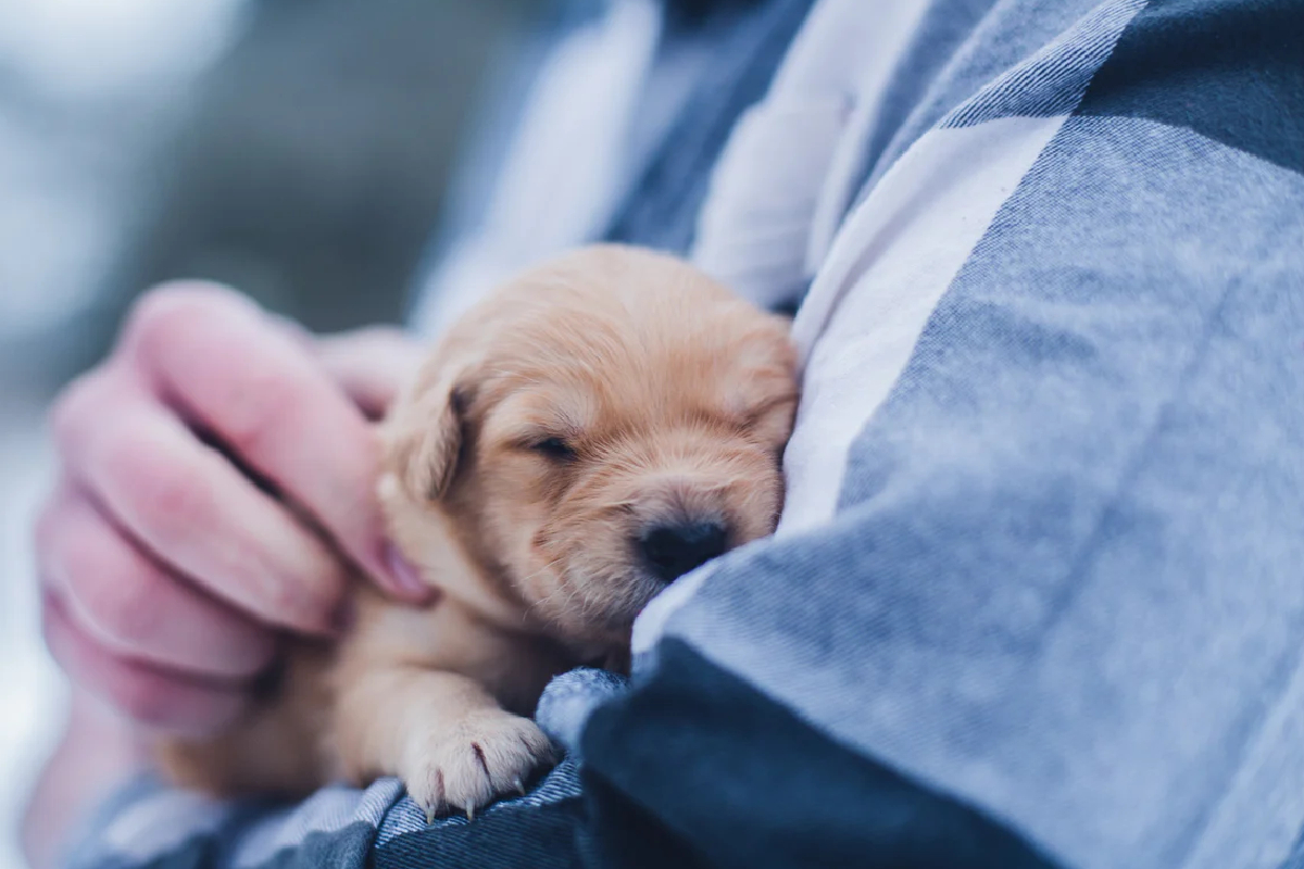எஜமான் உதைத்ததால் உயிரிழந்த நாய் குட்டி; நபரும் உயிரிழப்பு | Puppy Dies Being Kicked By Owner Owner Also Dies எஜமான் உதைத்ததால் உயிரிழந்த நாய் குட்டி; நபரும் உயிரிழப்பு | Puppy Dies Being Kicked By Owner Owner Also Dies