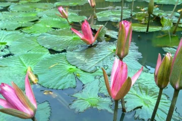 முல்லைத்தீவில் சோக சம்பவம்: இரு பெண்களுக்கு நேர்ந்த பரிதாபம்