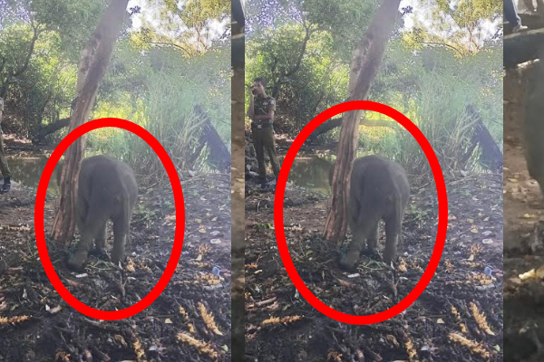 ஏ 09 பிரதான வீதியில் தாயை பிரிந்த குட்டியானை மீட்பு | Baby Elephant Rescued A09 Main Road