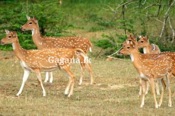දඩයක්කරුවන් ගැන දැනුම්දෙන්න දුරකථන අංකයක්.