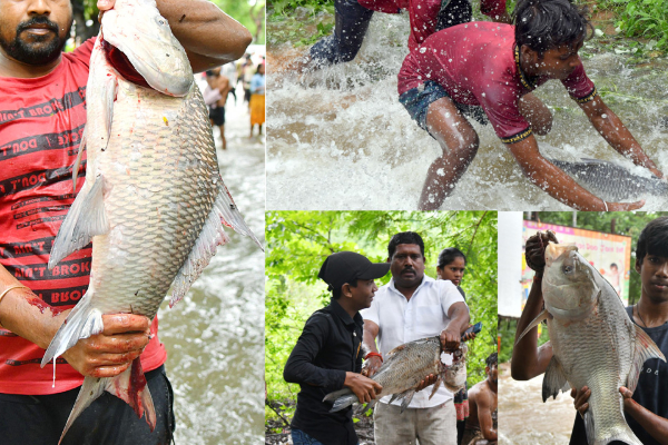 வெள்ளத்தில் இறந்த மீன்களை உண்ண வேண்டாம்! | Don T Eat Fish That Died In The Flood வெள்ளத்தில் இறந்த மீன்களை உண்ண வேண்டாம்! | Don T Eat Fish That Died In The Flood