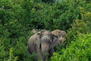 பொலன்னறுவையில் நபரொருவருக்கு எமனாக மாறிய காட்டுயானை!