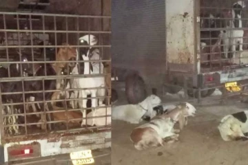 யாழில் வாகனத்தை வழிமறித்த விசேட அதிரடிப்படையினர்: மீட்கப்பட்ட 68 ஆடுகள்