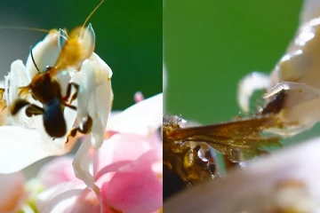 Viral Video: பூ வடிவத்தில் பூச்சிகளை தாக்கும் வெட்டுக்கிளி அரிய காட்சி