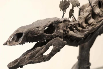 கோடிக்கணக்கில் ஏலத்தில் விற்கப்பட்ட மிகப்பெரிய டைனோசர் படிமம்