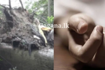 වෙළඳසැලක් මතට හිටිහැටියේම ගසක් කඩා වැටෙයි - පුද්ගලයන් තිදෙනෙක්ට අත්වුණ අවාසනාවන්ත ඉරණම..