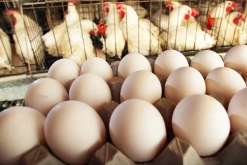 மக்களுக்கு மகிழ்ச்சி தகவல்: கோழி இறைச்சியின் விலையில் ஏற்படப்போகும் மாற்றம்