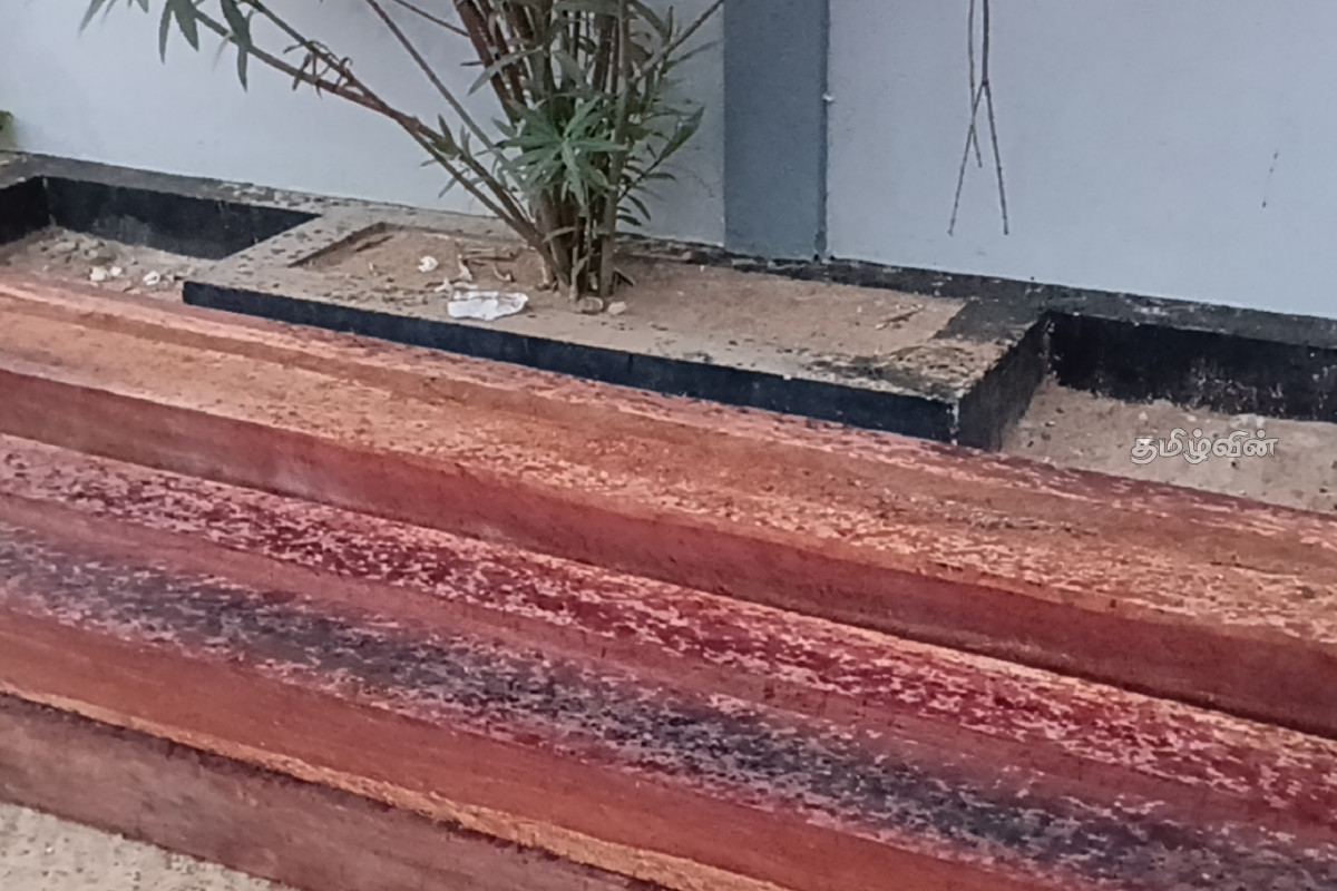 கிளிநொச்சியில் திடீர் சோதனையின் போது பாலை மரக்குற்றிகள் மீட்பு | Tree Stumps Rescued In Kilinochchi