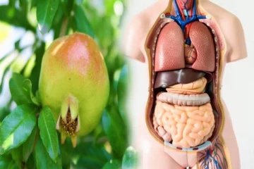 வெறும் இலையில் இத்தனை நன்மைகளா? இது தெரிஞ்சா மிஸ் பண்ணவே மாட்டீங்க