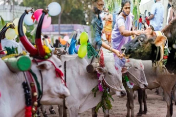 யாழில் மாட்டுப்பொங்கலை ஒட்டிய வகையிலான பண்பாட்டுப்பேரணி(காணொளி)