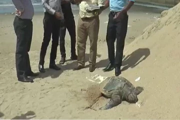 உயிரிழந்த நிலையில் கரை ஒதுங்கியுள்ள 20 கடலாமைகள்