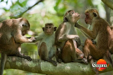 රිලා ගණන් කරපු ආණ්ඩුව ඒකිනුත් ෆේල්.. - වාර්තාව හැංගිලා