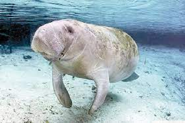 மன்னார் வளைகுடாவில் கரை ஒதுங்கிய கடல் பசு! | Sea Cow Washed Ashore In Gulf Of Mannar