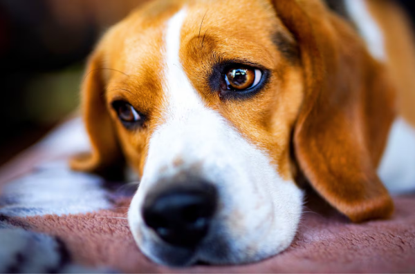 கனடாவில் நாயை களவாடிய பெண்ணுக்கு நீதிமன்றம் விதித்த தண்டனை | Bc Woman Sentenced For Robbery கனடாவில் நாயை களவாடிய பெண்ணுக்கு நீதிமன்றம் விதித்த தண்டனை | Bc Woman Sentenced For Robbery