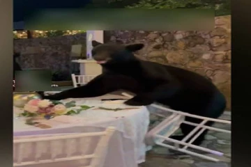 திருமண நிகழ்வில் அழையா விருந்தாளியாக பங்கேற்ற கரடி