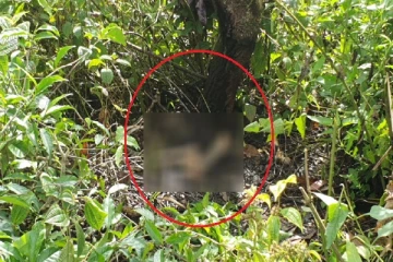 வைத்தியசாலைக்கு சிகிச்சைக்கு சென்றவரின் எலும்புக்கூடுகள் மரத்தடியில் கண்டெடுப்பு