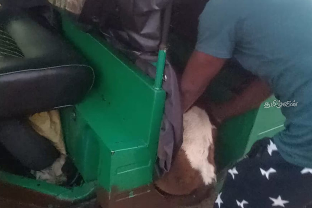 வெசாக் தினத்தில் சட்டவிரோதமாக ஏற்றி வரப்பட்ட மாட்டுடன் மூவர் கைது..! | Three Arrested With Illegally Imported Cattle வெசாக் தினத்தில் சட்டவிரோதமாக ஏற்றி வரப்பட்ட மாட்டுடன் மூவர் கைது..! | Three Arrested With Illegally Imported Cattle