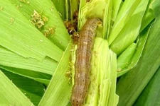 மட்டக்களப்பு மாவட்ட சோளன் பயிர் செய்கையில் 738 ஹெக்டேயர் நிலப்பரப்பில் படைப்புளுத்தாக்கம்!