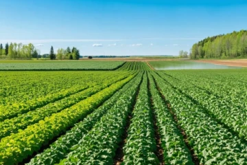 கனடாவில் மனித கரங்கள் தொடாது மேற்கொள்ளப்படும் கீரை விவசாயம்