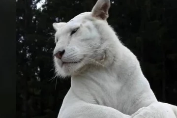 இணையத்தில் வைரலாகும் வெள்ளைப் புலி!