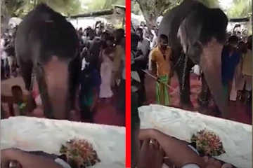 பார்ப்போரை கண் கலங்க வைக்கும் யானையின் பாசப்போராட்டம்: இலங்கையில் நடந்த உண்மைச் சம்பவம்!