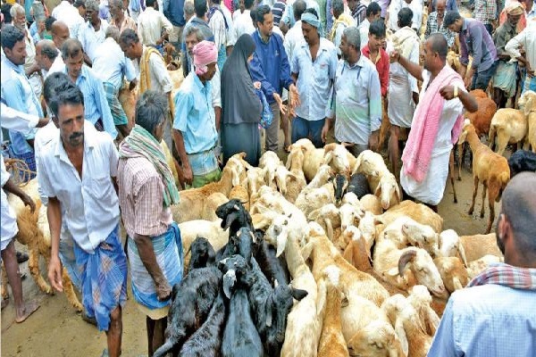 தீபாவளி பண்டிகை -இரண்டு கோடி ரூபாவிற்கு விலைபோன ஆடுகள் | Deepavali 2 Crore Worth Goats Sold