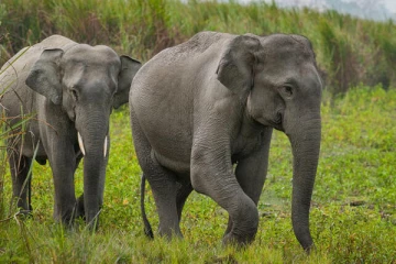 சட்டவிரோத மின்வேலியால் காட்டு யானையை கொன்றவர்கள் கைது