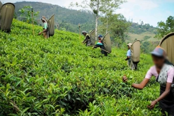 5000kg மனித பாவனைக்கு உதவாத கழிவுத் தேயிலை கண்டுபிடிப்பு