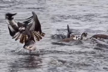 Viral Video: மிகப்பெரிய மீன் இப்படி மிஸ் ஆகிடுச்சே... பரிதாப நிலையில் கழுகு