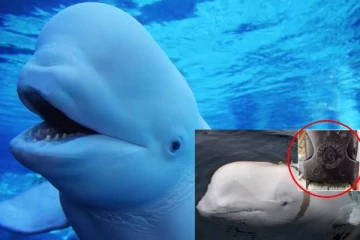 மூன்று ஆண்டுகள் கழித்து ரஷ்ய உளவு திமிங்கலத்தால் எழுந்துள்ள அச்சம்