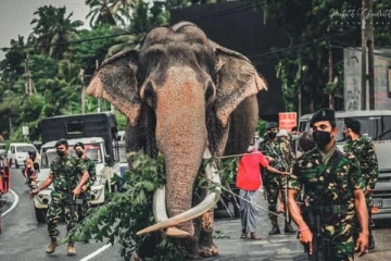 'நெதுன்கமுவே ராஜா' யானையினை தேசிய பொக்கிஷமாக பிரகடனப்படுத்துமாறு ஜனாதிபதி பணிப்புரை