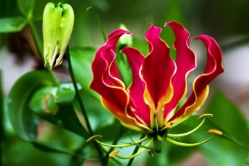 மாவீரர் நாள் நினைவேந்தலில் கார்த்திகை பூவுக்கும் தடை; பொலிஸார் உத்தரவாம்