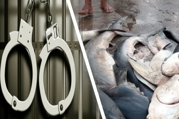 800 கிலோ சுறா மீன்களுடன் 7 பேர் கைது! | 7 People Arrested With 800 Kilograms Shark Meat