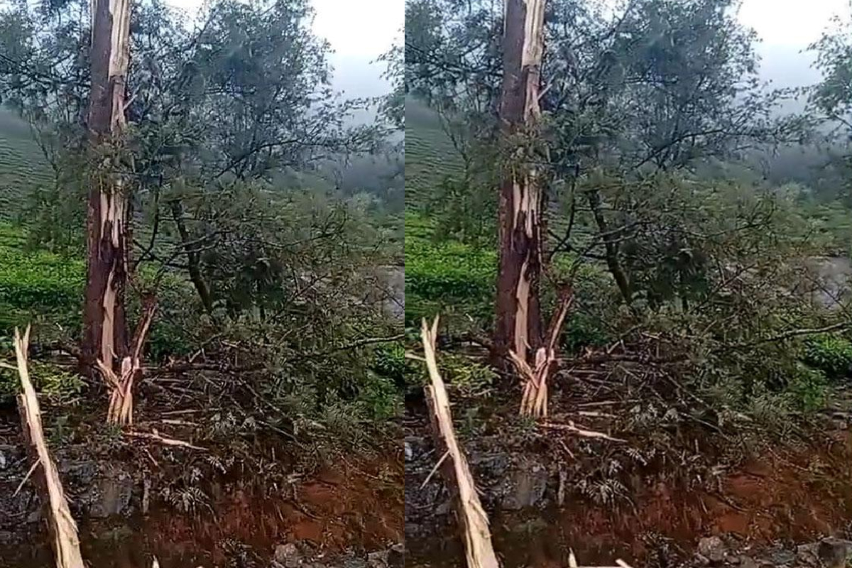 நுவரெலியாவில் திடீரென பலத்த இடியுடன் கூடிய மழை; மக்கள் மகிழ்ச்சி | Heavy Thunder Showers Rains Nuwara Eliya