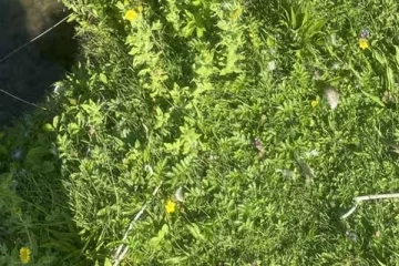 Optical Illusion: 10ல் ஒருவரால் மட்டுமே இது சாத்தியம்- உங்களால் முடியுமா?