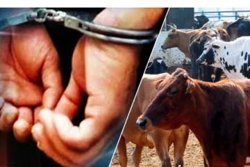 மாட்டை திருடி வெட்ட முயன்ற சந்தேக நபர் தப்பியோட்டம்