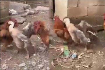 ஆக்ரோஷமாக சண்டையிட்ட சேவல்கள்! வாத்து செய்த காரியம்: நெகிழ்ச்சி காட்சி