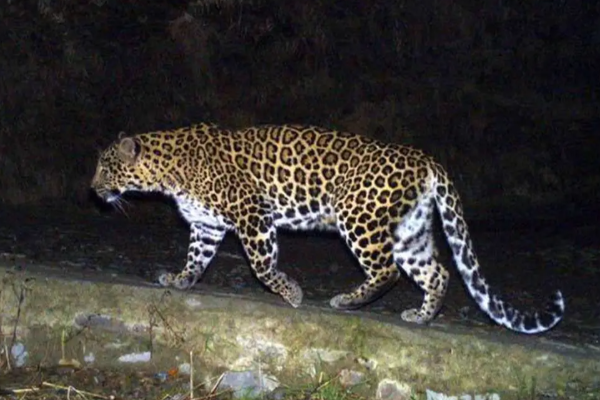 வீட்டில் உறங்கிக்கொண்டிருந்த பச்சிளம் குழந்தையை கடித்து கொன்ற சிறுத்தை | Leopard Bites And Kills Sleeping Baby At Home