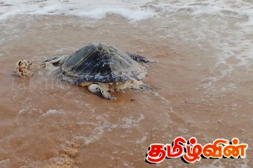 இறந்த நிலையில் கரை ஒதுங்கிய கடல் ஆமைகள்