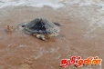 இறந்த நிலையில் கரை ஒதுங்கிய கடல் ஆமைகள்