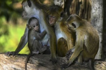 இலங்கை குரங்குகளை சீனாவுக்கு அனுப்பும் தீர்மானம்! நீதிமன்றம் பிறப்பித்துள்ள உத்தரவு