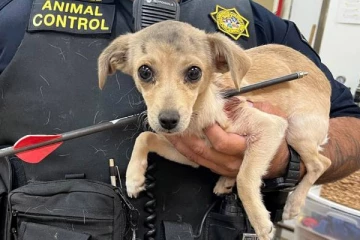 வலியால் துடித்த நாய்க்குட்டி: வெற்றிகரமாக அம்பை அகற்றிய கால்நடை மருத்துவர்கள்