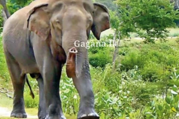 ඇසක් නොපෙනෙන කන් නෑසෙන වන අලියෙක් නිසා ගම්මුන්ට සිදු වුන දේ.