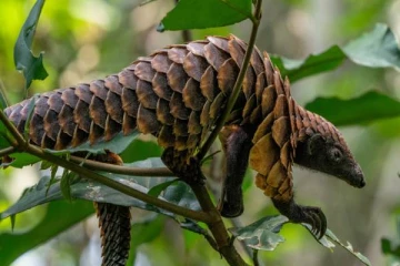 அதிகமாக கடத்தப்படும் எறும்புத்தின்னிகள் - அவசியம் என்ன தெரியுமா?