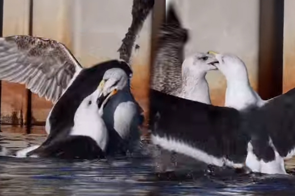 Viral Video: தண்ணீருக்குள் அரங்கேறிய பறவைகளின் சண்டை... எதற்காக இந்த கோபம்? | Insane Gull Fight Between 2 Black Backed