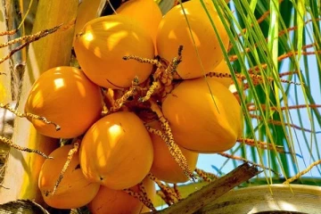 இளநீர் ஏற்றுமதி அதிகரிப்பு