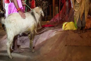 ஆட்டின் தலைக்கு பதிலாக இளைஞரின் தலையை துண்டித்த நபர் - ஆந்திராவில் சம்பவம்