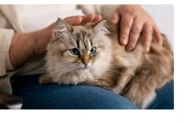 கணவரின் அந்த செயல்.. பூனை மீது பொறாமை கொண்ட மனைவி - என்னடா இது நீதிமன்றத்திற்கு வந்த சோதனை!