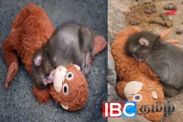 தாயின் அரவணைப்பிற்காக ஏங்கும் குரங்கு குட்டி : வைரலாகும் காணொளி