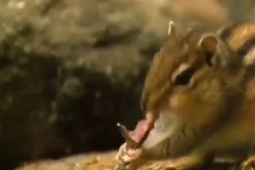 பாம்பை வேட்டையாடி உண்ணும் அணில்... லட்சக்கணக்கான பார்வையாளர்களை வியக்க வைத்த காட்சி!